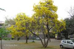 Handroanthus chrysanthus subsp. meridionalis